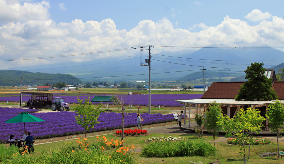 富良野夏季薰衣草花田與遠山