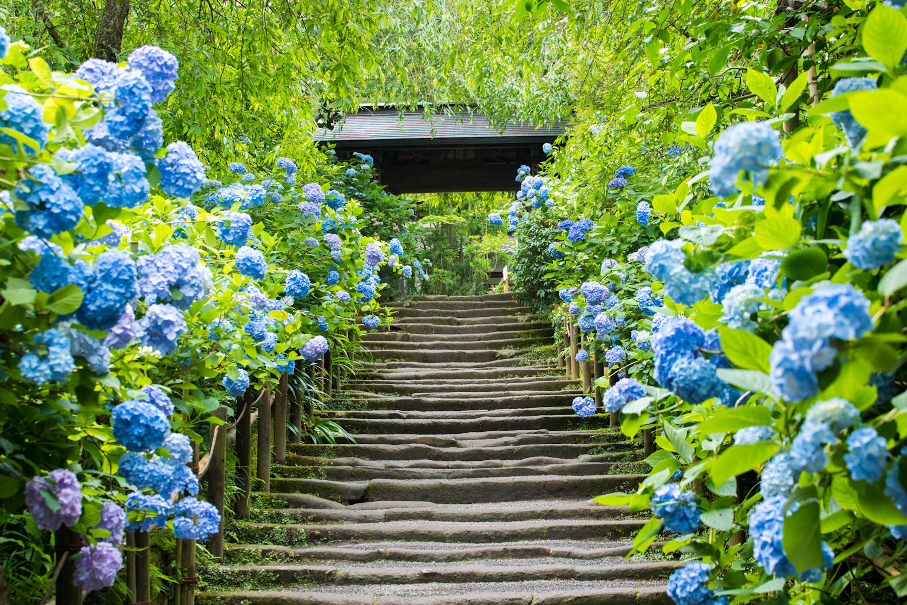 鎌倉明月院雨季紫陽花盛放