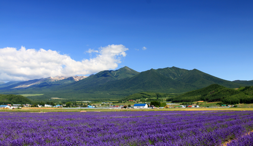 富良野薰衣草田與十勝岳連峰